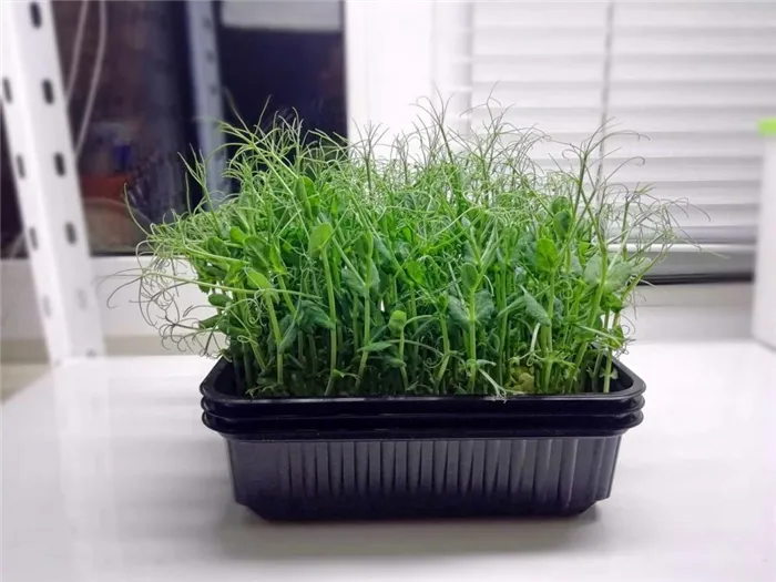 Как вырастить микрозелень гороха в домашних условиях