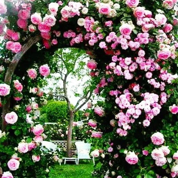 арка для розы своими руками фото 25
