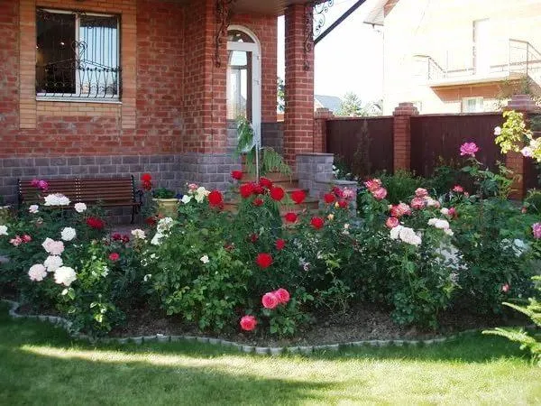 фото клумб с розами