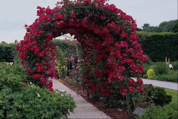арка для розы своими руками фото