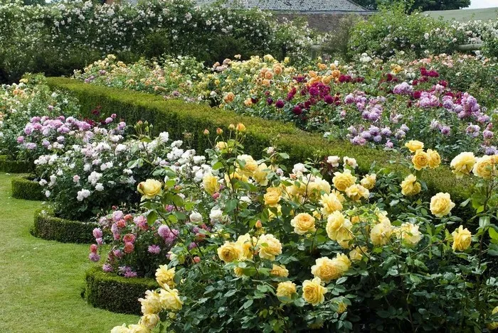 Красивая клумба с розами и другими цветами: 55 примеров с фото
