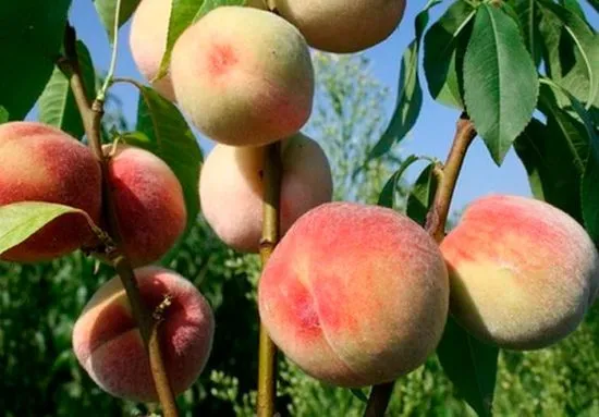 плоды персика на ветках