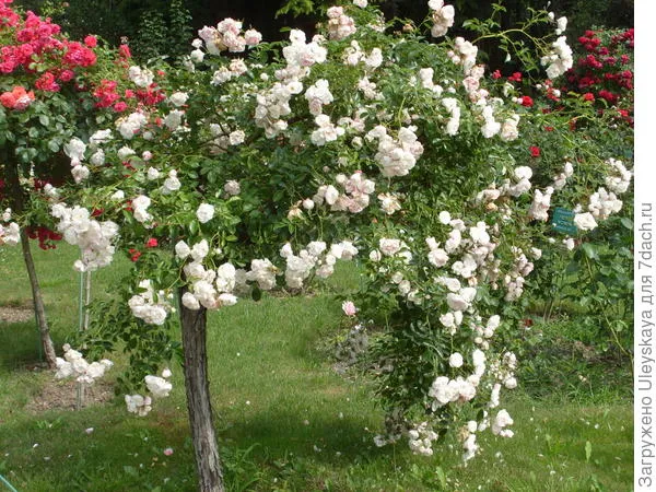 Штамбовая роза из группы почвопокровных сорт Swany