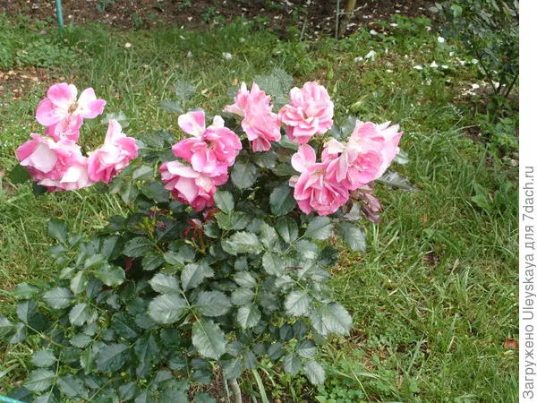 Штамбовая роза из группы флорибунда сорт Regensberg