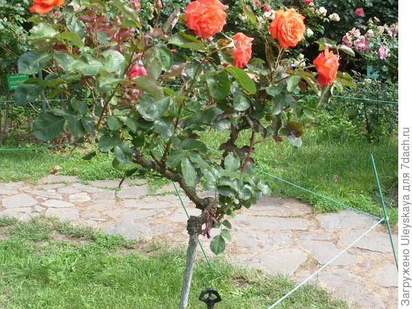 Штамбовая роза из группы флорибунда сорт Anabell