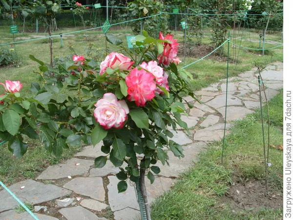 Штамбовая роза из группы флорибунда сорт Jubile du Prince Monako