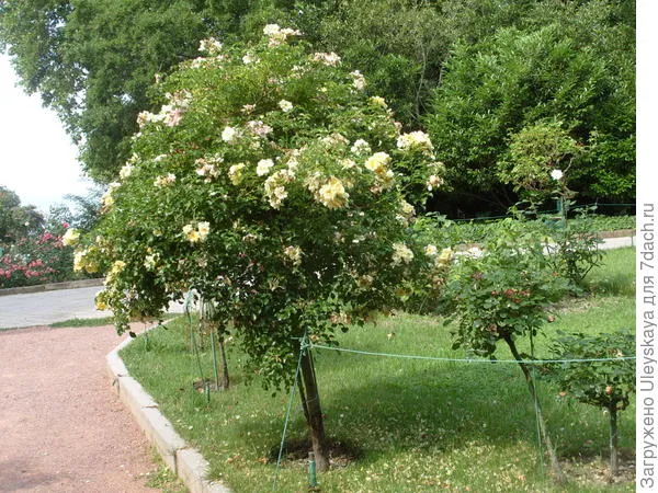 Штамбовая роза из группы почвопокровных сорт Kent