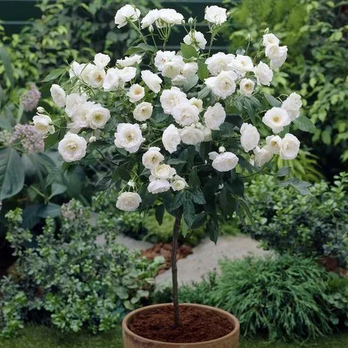 Белые штамбовые розы в горшке