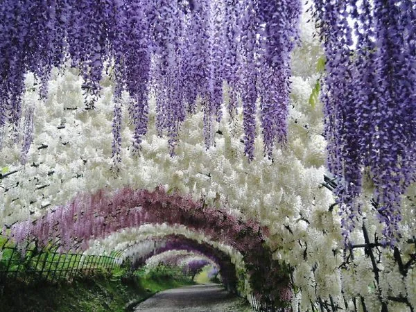 Туннель Вистерия в саду цветов Кавати Фузи