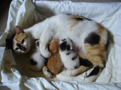 Кошка с котятами в гнезде