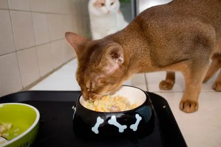 Кошка ест из миски