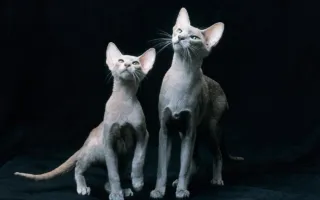 Светло-серые ориентальные кошки