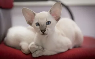 Котенок ориентала с белым окрасом