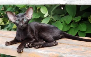 Черный котенок ори с голубыми глазами