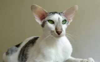 Ориентальная кошка с зелеными глазами