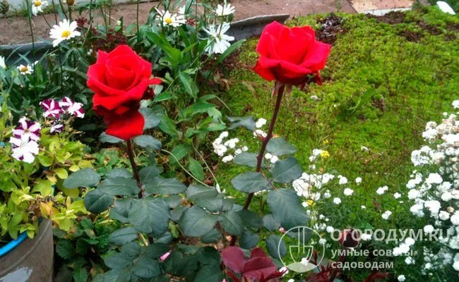 Классическая красная роза прекрасно смотрится в сочетании с белыми цветами, ее часто сажают в окружении ромашек, лилий, ирисов, колокольчиков