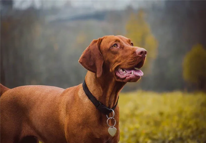 Самые здоровые породы собак по мнению ветеринаров