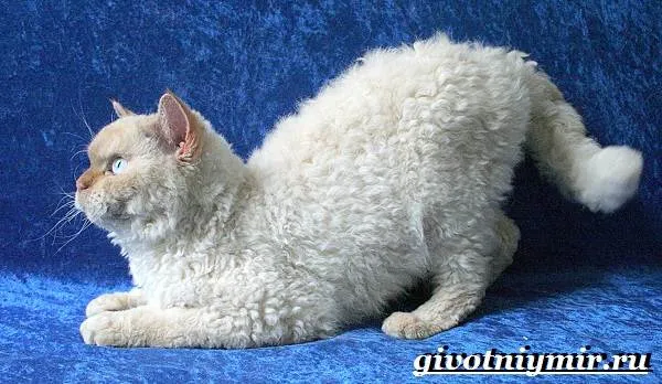 Селкирк-рекс-кошка-Описание-особенности-уход-и-цена-кошки-селкирк-рекс-4