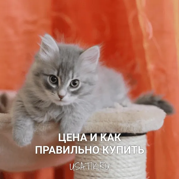 Сибирская кошка - цена и как правильно купить
