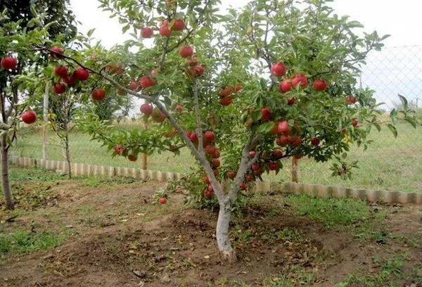 Молодая яблоня