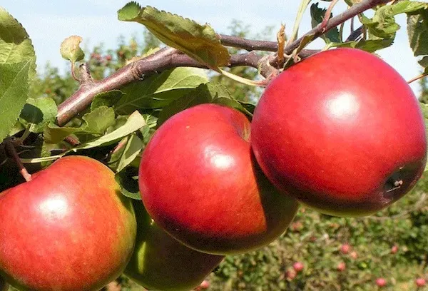 Вкусовые качества Яблоки Брусничное