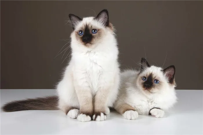 Два бирманских котенка