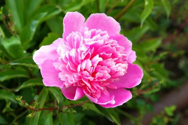 У цветков сортовых пионов довольно сложный аромат, который часто копирует запах других растений, иногда добавляя в него различные нотки, фото автора