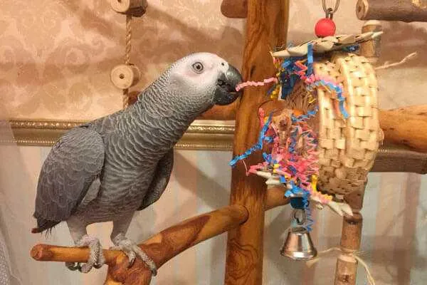 Игрушки для попугаев своими руками