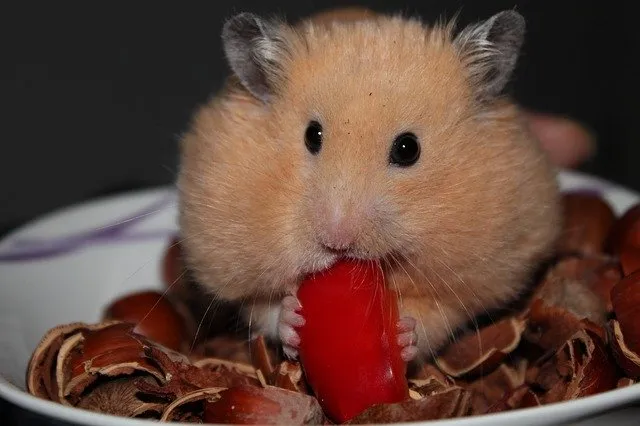 Goldhamster Hamster Animal Nuts - bierfritze / Pixabay