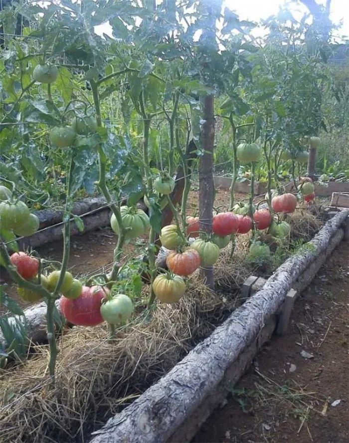 Как подвязать помидоры: пошаговое описание лучших способов подвязки томатов своими руками (120 фото + видео)