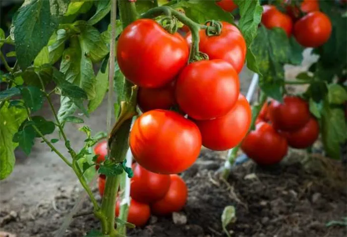Как подвязать помидоры: пошаговое описание лучших способов подвязки томатов своими руками (120 фото + видео)