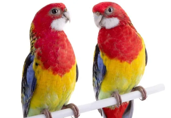 говорящие попугаи розеллы