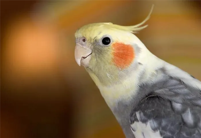 говорящий попугай корелла