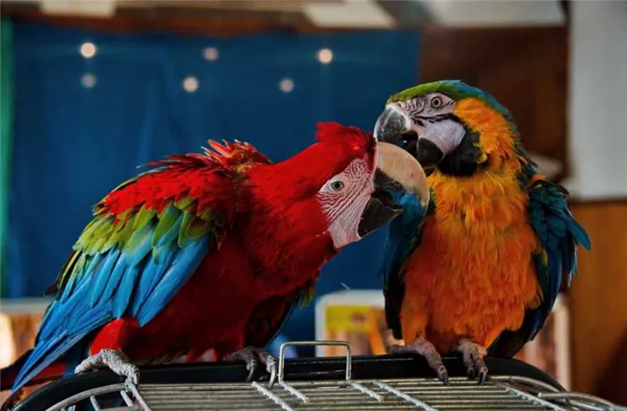 виды говорящих попугаев