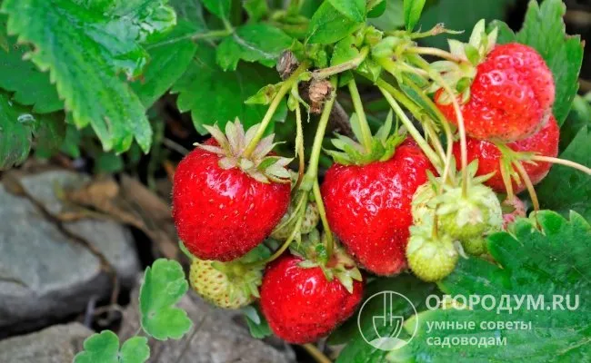 Плодоношение растянутое, ягоды созревают постепенно в течение 3-4 недель