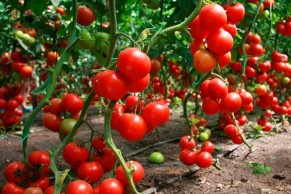 томат полным полно описание сорта