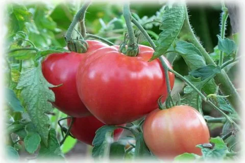 томаты уход за сортом