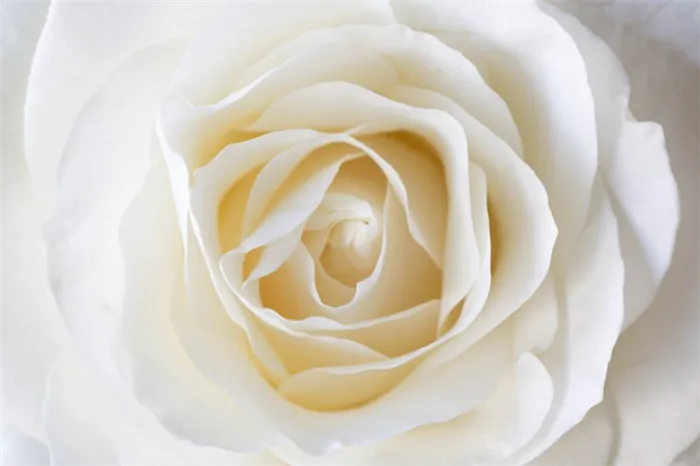 белая роза значение цветка