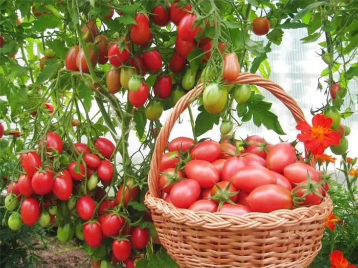 Признаки фузариоза у томатов и борьба с ним