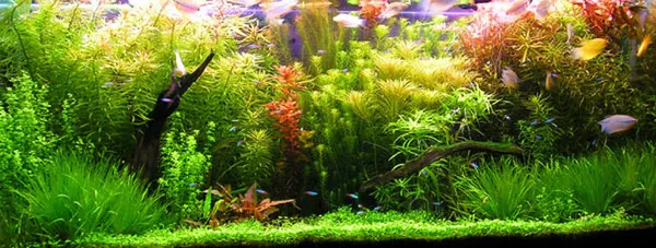 Голландский аквариум травник 