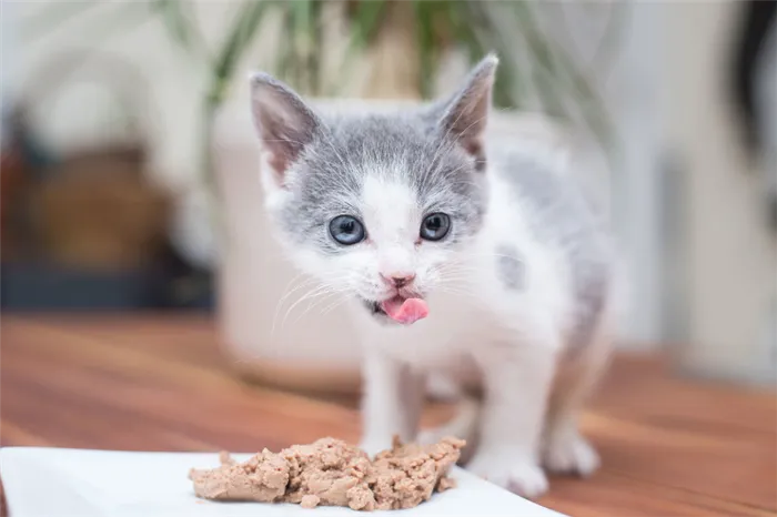 Котёнок ест корм