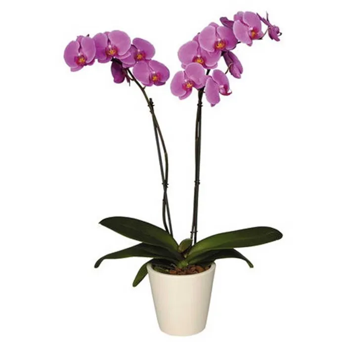 Орхидея по феншую