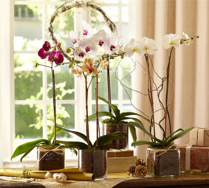 Орхидея по фен-шуй в спальне