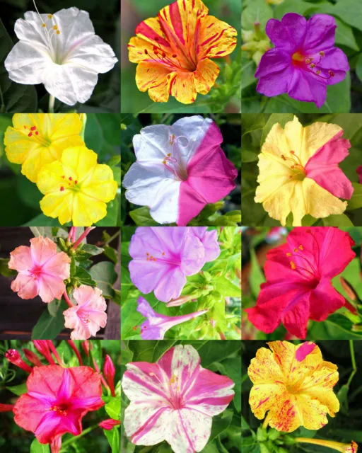 Разнообразие цветов