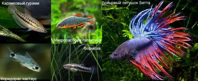 Рыбы для нано и мини аквариума