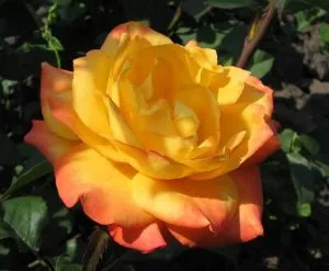 Роза золотой дракон
