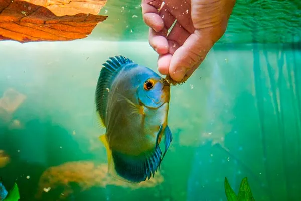 кормление рыб