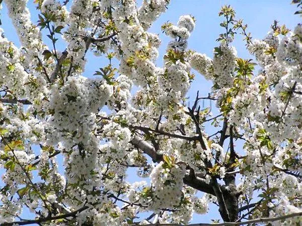 Во время цветения дерево практически полностью покрывается белыми бутонами