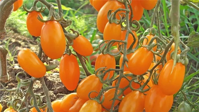 Обожаемый детьми и взрослыми яркий тепличный гибрид с фруктовым привкусом - томат 