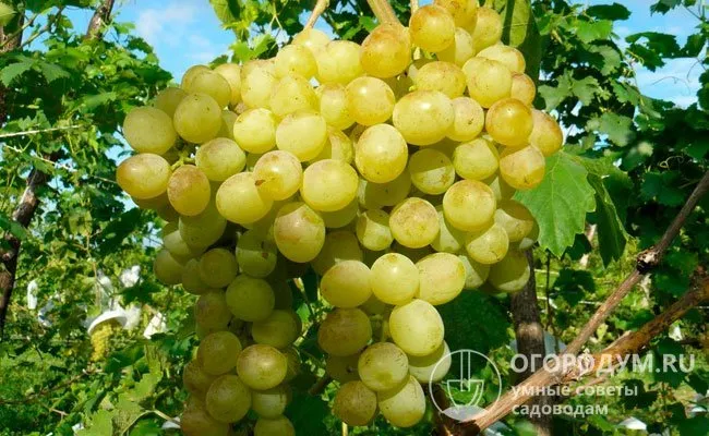Очень крупные грозди весом 1,5-2 кг получают при умеренной нагрузке – 20-30 глазков на взрослый куст и хорошем запасе многолетней древесины